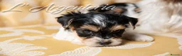Biewer Yorkshire Terrier a la Pom Pon perros en venta: Camada Yorkshire Biewer - Anuncio 4