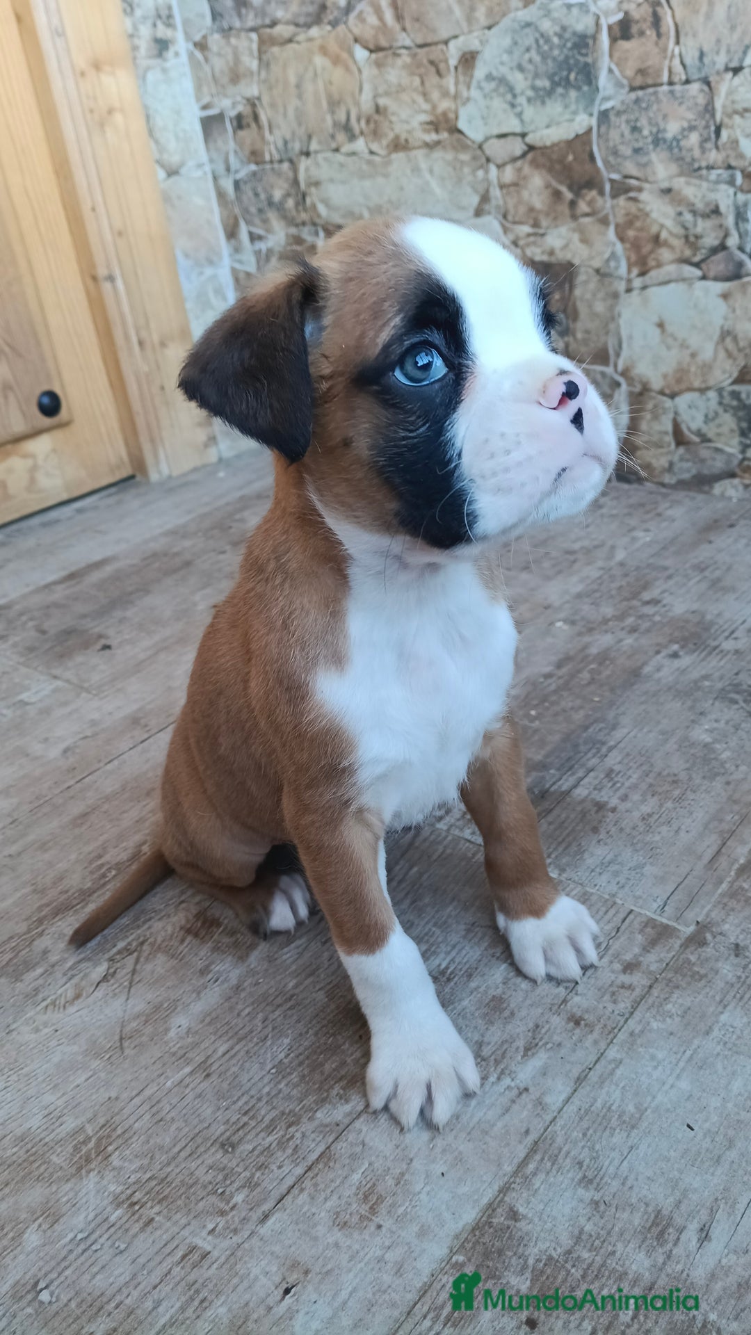 Boxer perros en venta: Bóxer  - Anuncio 3