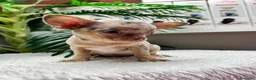 Chihuahua perros en venta: CHIHUAHUA HEMBRA MERLE - Anuncio 8
