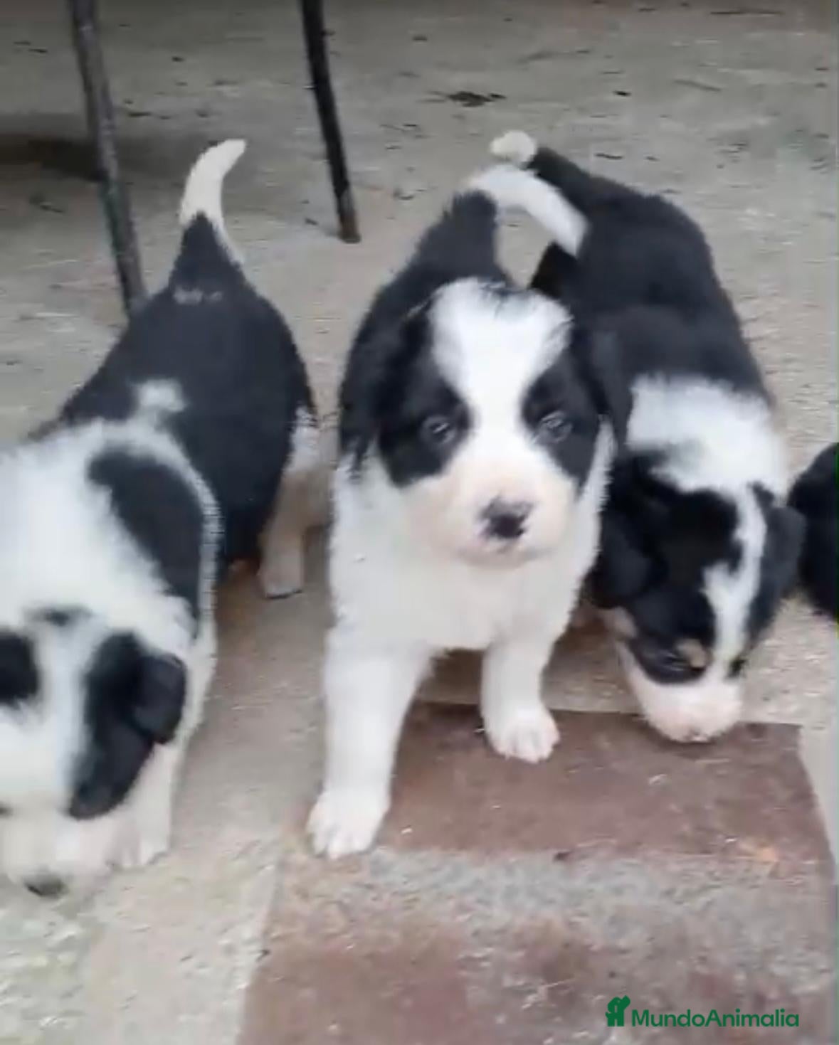 Border Collie perros Border collie  - Anuncio 13