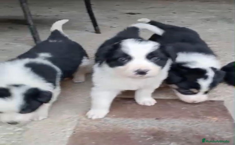 Border Collie perros - Anuncio 11