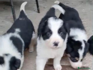 Border Collie perros - Anuncio 3