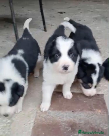 Border Collie perros - Anuncio 3
