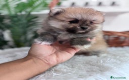 Pomerania perros en venta: POMERANIA MACHO - Imagen 3