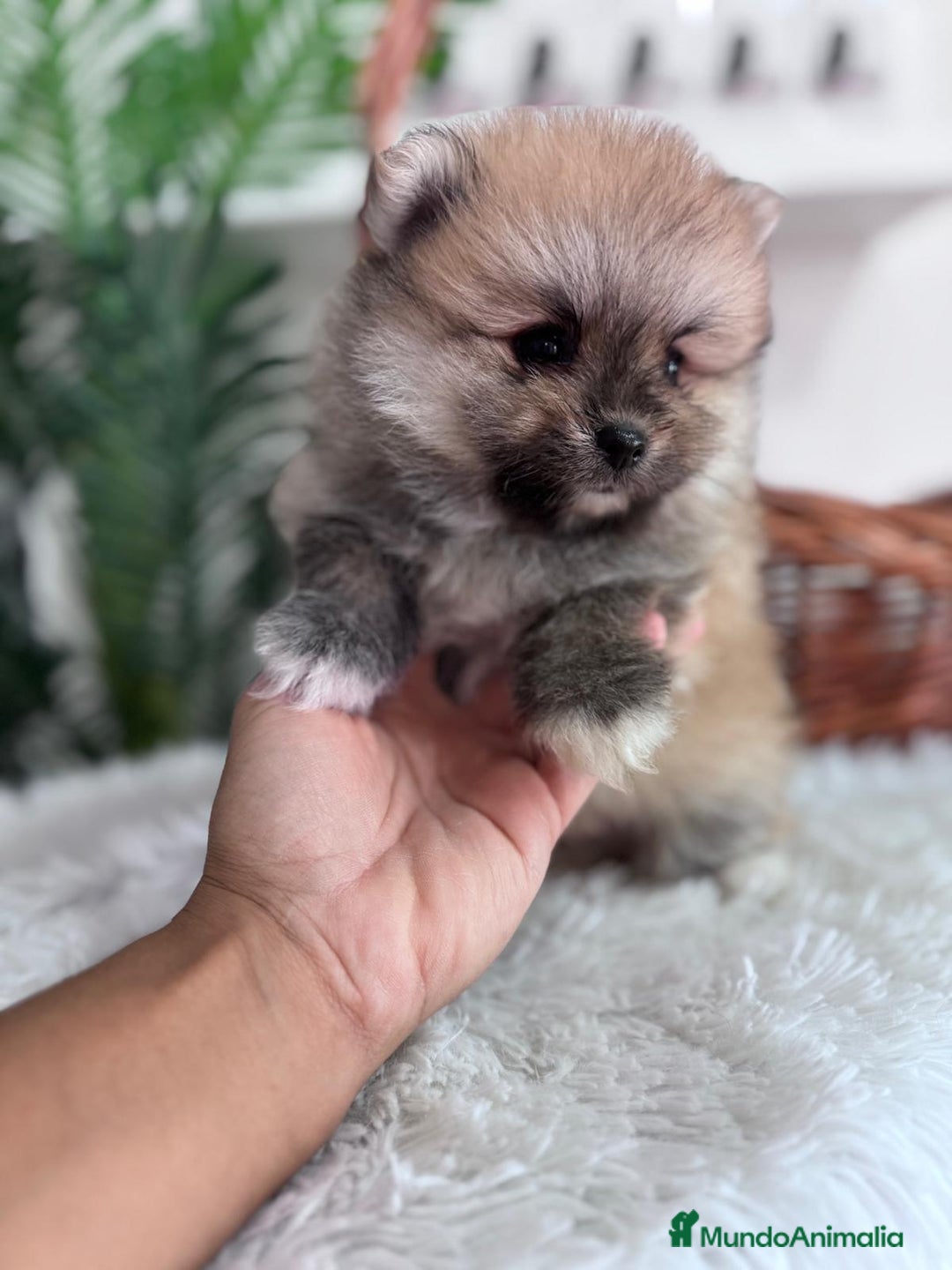 Pomerania perros en venta: POMERANIA MACHO - Imagen 3