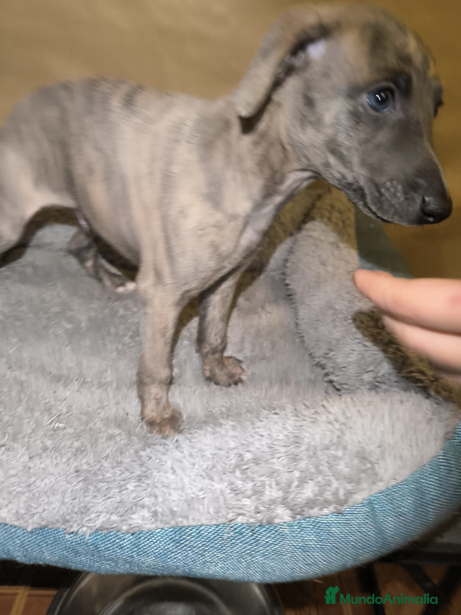 Whippet perros Whippet - Anuncio 1