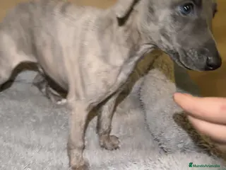 Whippet perros Whippet - Anuncio 1