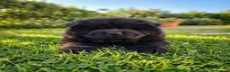 Chow Chow perros en venta: CHOW CHOW NEGRO CON MUCHO PELO  - Anuncio 8