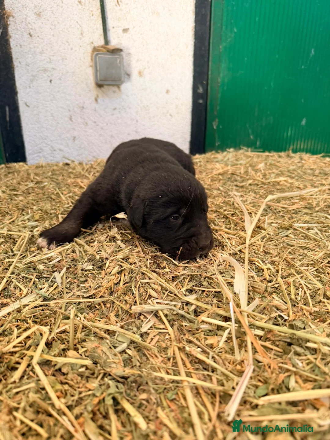 Raza Mixta perros en venta: Mestizo de mastín x Cáucaso  - Anuncio 29
