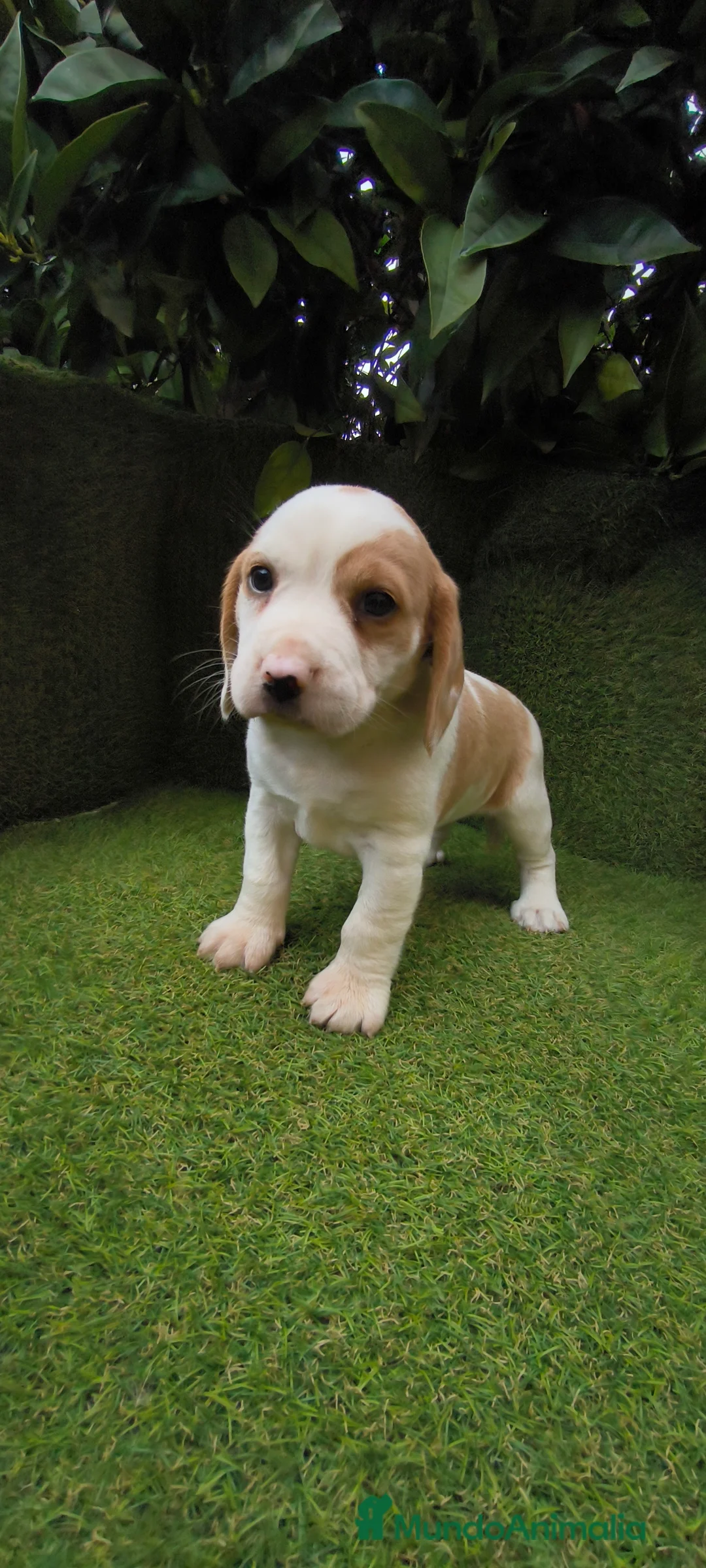 Beagle perros en venta: Beagles tricolor y bicolor  - Anuncio 13