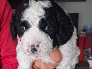 Perro de Agua Español perros PERRO DE AGUA ESPAÑOL - Anuncio 1