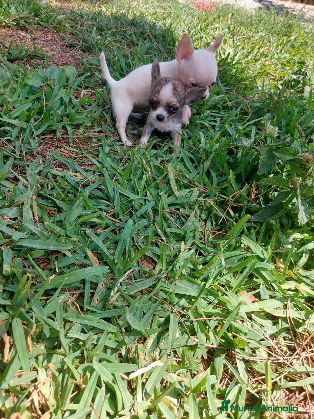 Chihuahua perros en venta: preciosos chihuahua linea rusa  - Anuncio 1