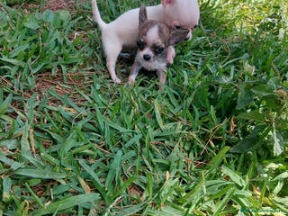 Chihuahua perros preciosos chihuahua linea rusa - Anuncio 1