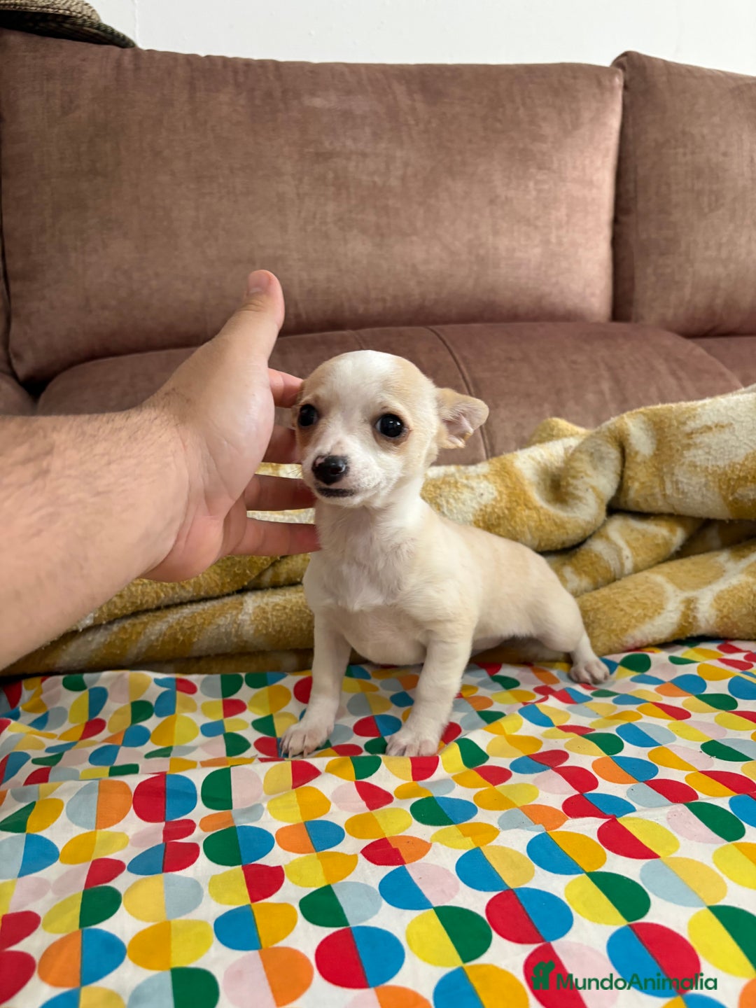 Chihuahua perros en venta: Chihuahuas Toy  - Anuncio 1
