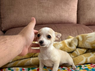 Chihuahua perros Chihuahuas Toy - Anuncio 1