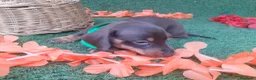 Teckel perros en venta: Teckel miniatura chocolate  - Anuncio 6
