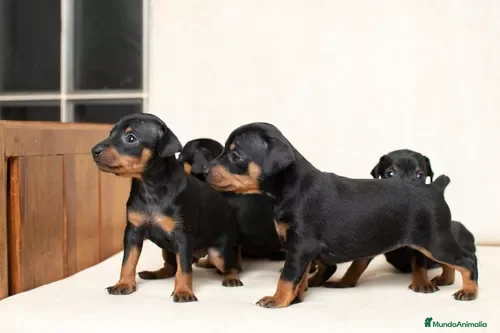 Pinscher Miniatura perros Pinscher miniatura !  - Anuncio 11