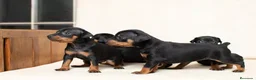 Pinscher Miniatura perros en venta: Pinscher miniatura !  - Anuncio 1