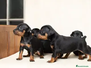 Pinscher Miniatura perros Pinscher miniatura ! - Anuncio 7