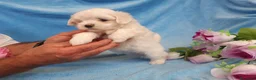 Bichón Maltés perros en venta: PRECIOSOS BICHON MALTES  LINEA TOY  - Anuncio 11