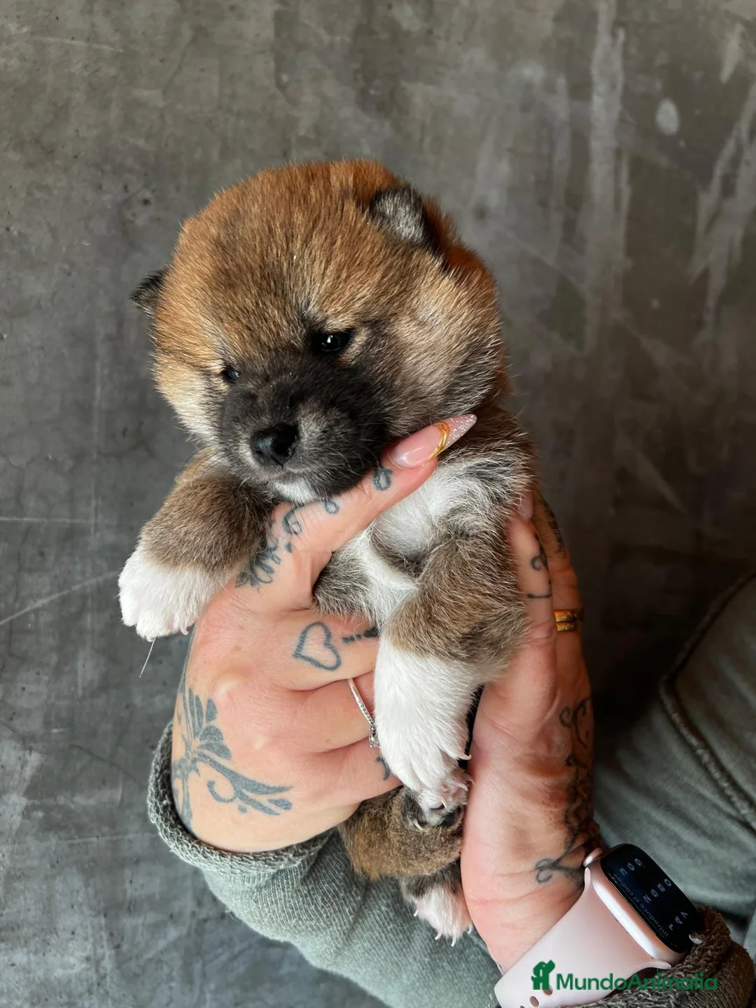 Shiba Inu perros en venta: SHIBA INU DISPONIBLES en Barcelona - Anuncio 4