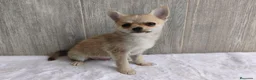 Chihuahua perros en venta: CHIHUAHUA - Anuncio 3