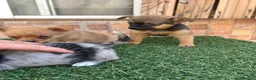 Pomchi perros en venta: Cruzaditos de chihuahua y pomerania  - Anuncio 11