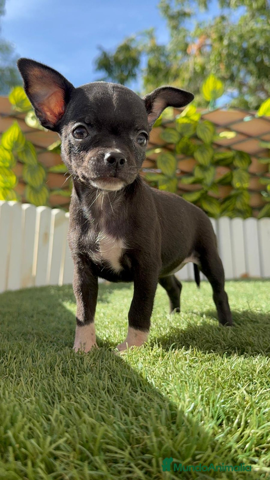 Chihuahua perros en venta: CHIHUAHUA HEMBRA - Imagen 8