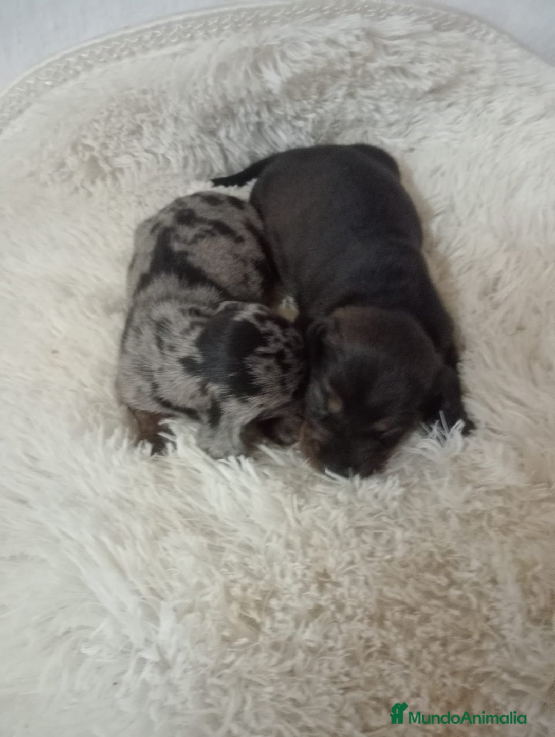 Teckel perros en venta: Teckel  - Anuncio 1