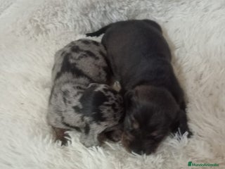 Teckel perros Teckel - Anuncio 1