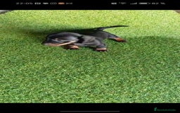 Teckel perros en venta: 🌟Tekel Arlequín y Negros fuego🌟 - Imagen 5