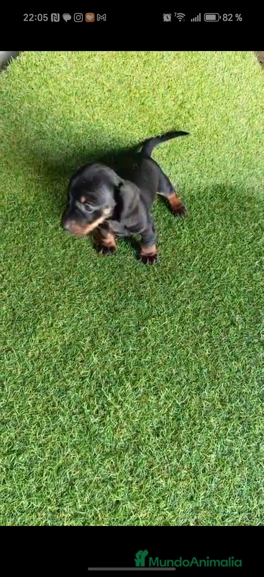 Teckel perros en venta: 🌟Tekel Arlequín y Negros fuego🌟 - Imagen 5