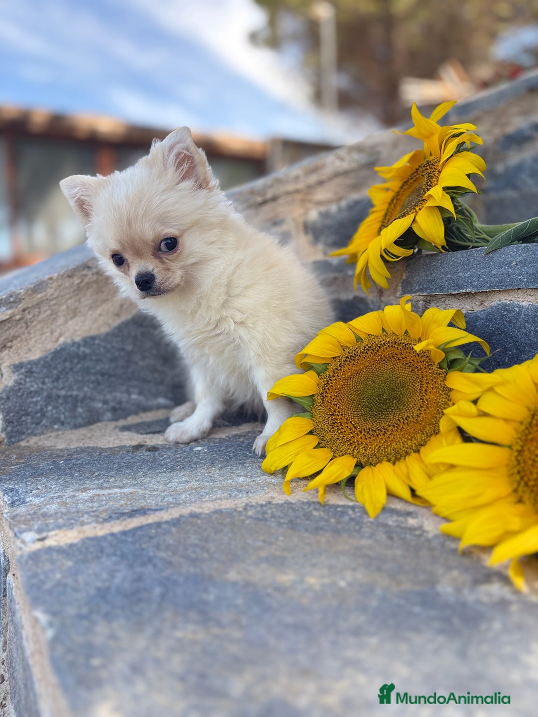 Chihuahua perros en venta: Chihuahua de pelo largo  - Imagen 2