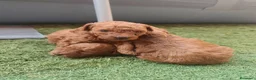Caniche Toy perros en venta: Cachorros de caniche Toy rojos en Zaragoza - Anuncio 3