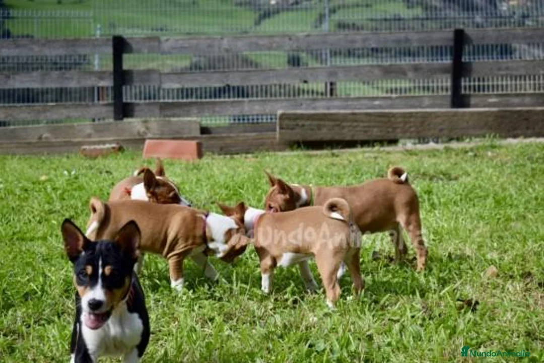 Imagen de galería {{count}}