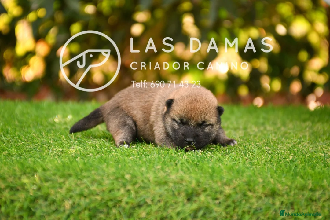 Shiba Inu perros en venta: SHIBA INU DISPONIBLES - Anuncio 2