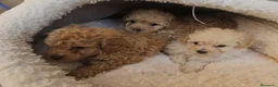 Caniche Toy perros en venta: Reserva tu caniche Prao Toro 🧡 en Madrid - Anuncio 13