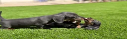Teckel Miniatura perros en venta: TECKEL MINI VARIOS COLORES - Anuncio 3