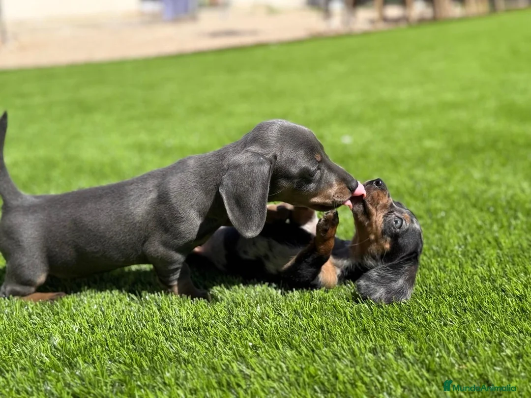 Teckel Miniatura perros en venta: TECKEL MINI VARIOS COLORES - Anuncio 3