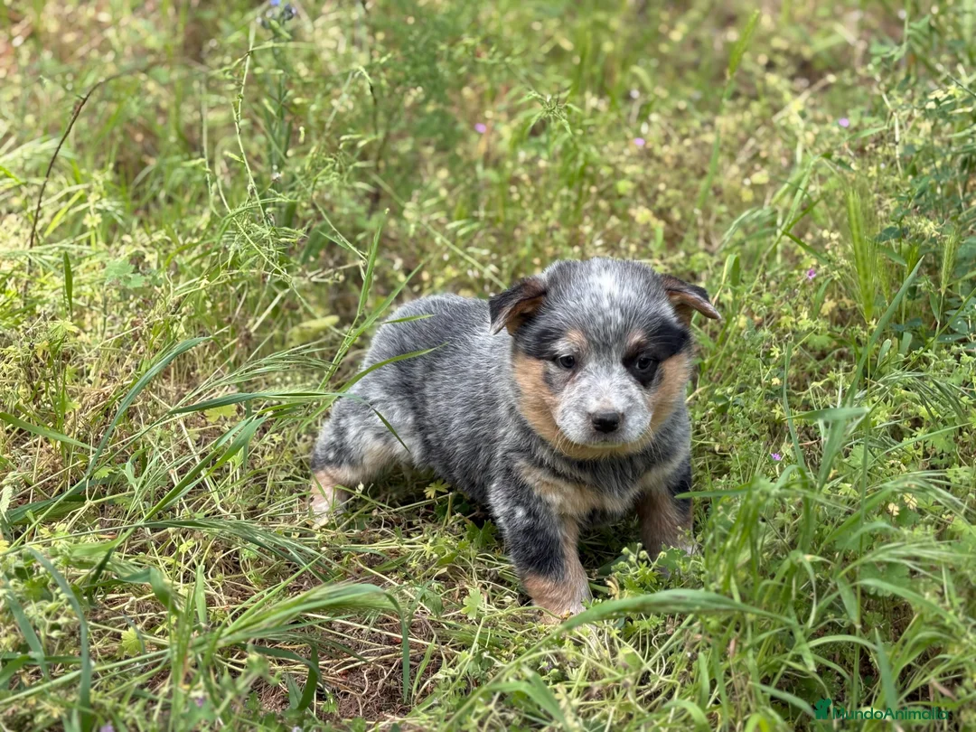 Boyero de Australia perros en venta: 🐾🐾 Australian Cattle Dog 🐾🐾 - Anuncio 6