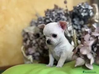 Chihuahua perros Chihuahua macho disponible - Anuncio 2