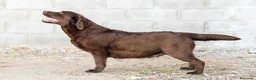 Labrador Retriever perros en venta: LABRADOR CHOCOLATE DISPONIBLE - Anuncio 7