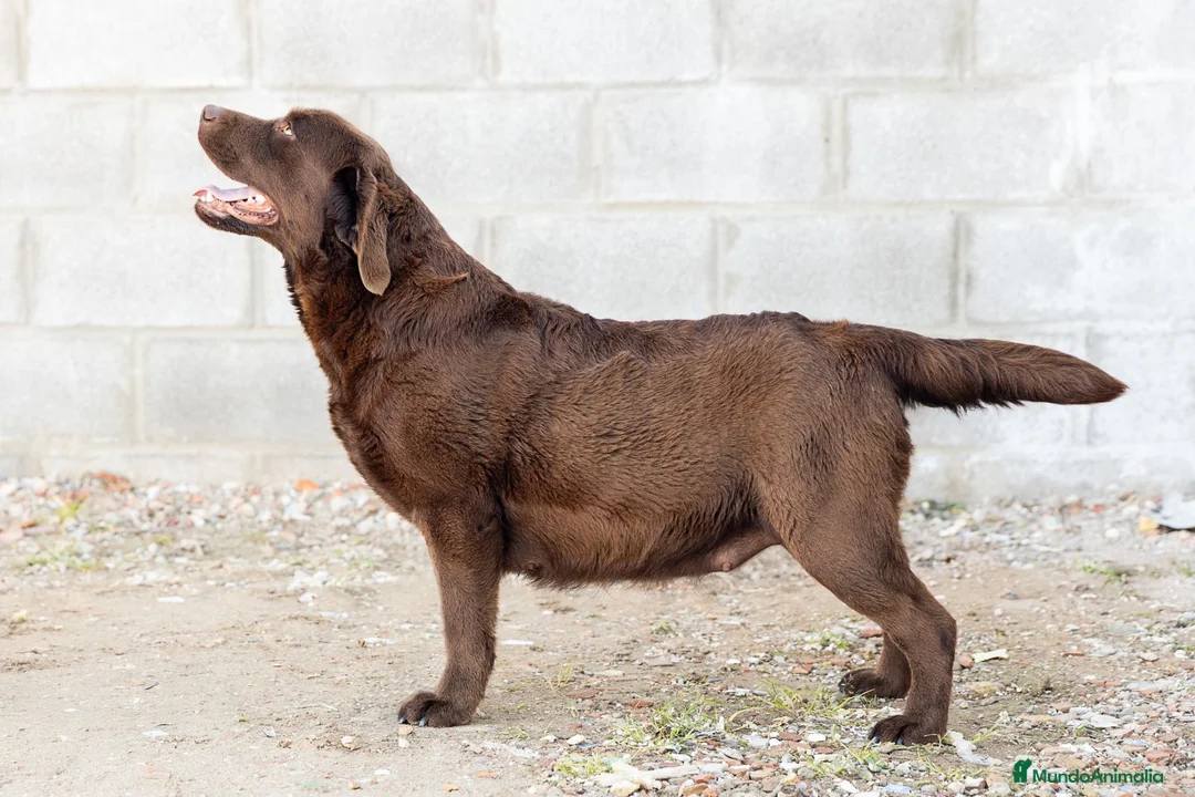 Labrador Retriever perros en venta: LABRADOR CHOCOLATE DISPONIBLE - Anuncio 7