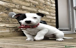Jack Russell Terrier perros en venta: JACK RUSSELL - Imagen 2