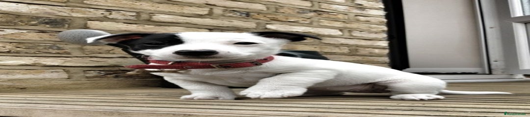 Jack Russell Terrier Cachorro 2