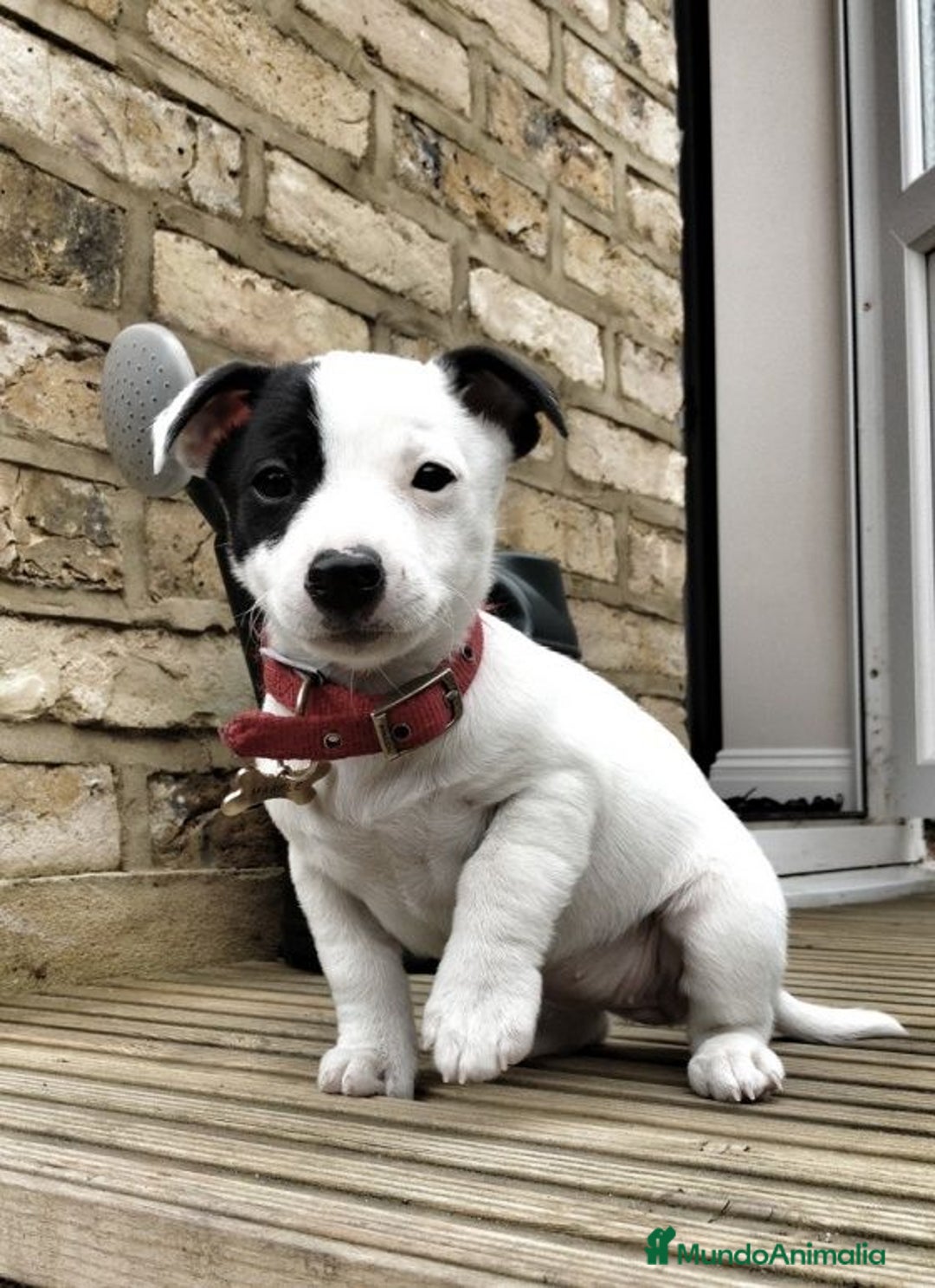 Jack Russell Terrier perros en venta: JACK RUSSELL - Imagen 2