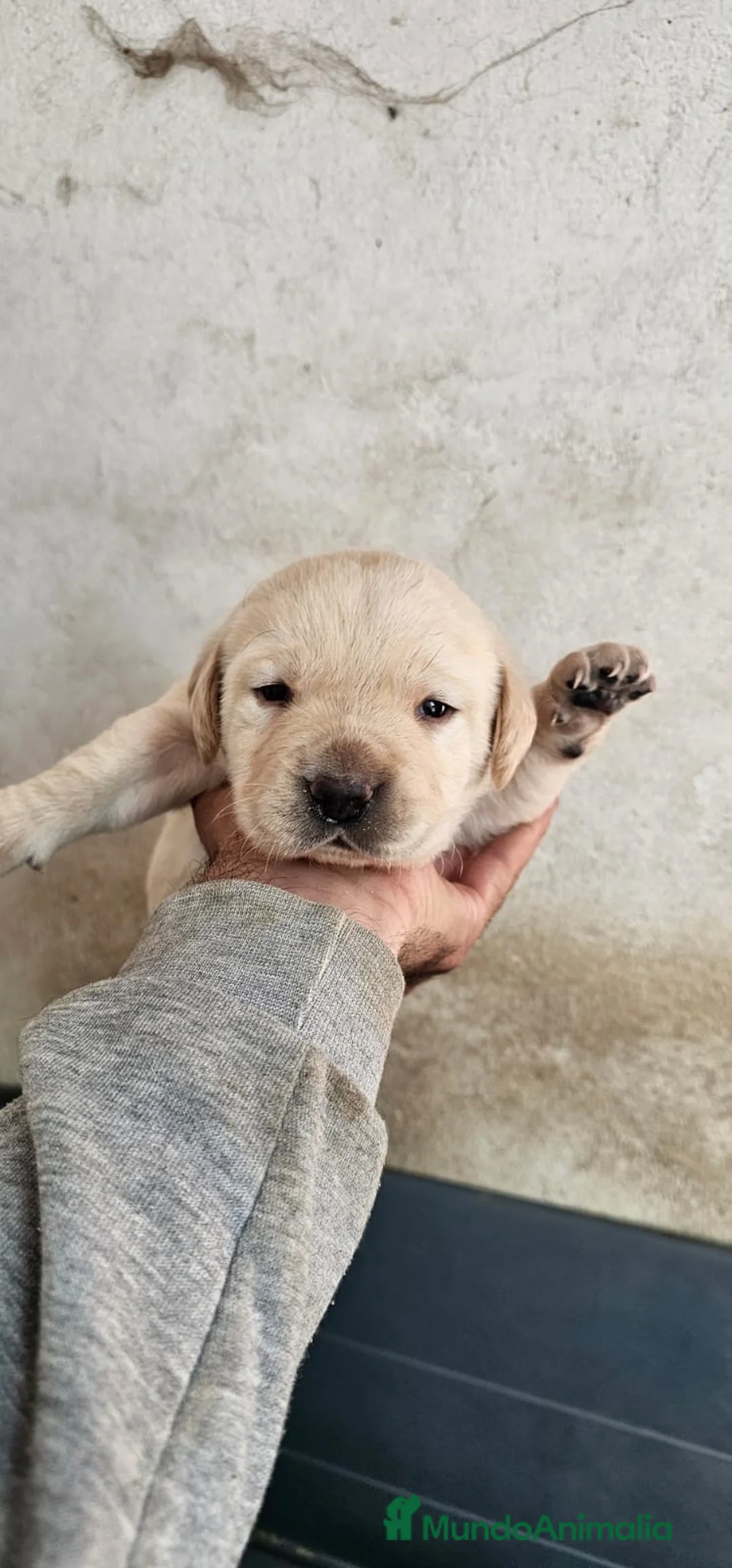 Labrador Retriever perros en venta: Preciosos labradores retriever - Anuncio 2