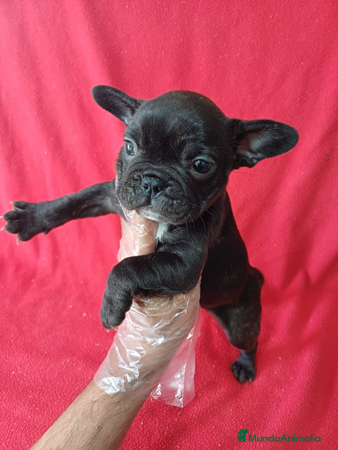 Bulldog Francés perros en venta: Bulldog Francés  - Imagen 1