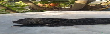 Perro de Agua Español 3