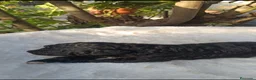 Perro de Agua Español perros en venta: Perro de agua  - Anuncio 3